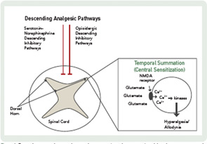 Descending pain pathways and temporal summation (central sensitization) modulate the pain response in the dorsal horn of the spinal cord. Figure adapted from Lee YC et al.20 with permission from BioMed Central.