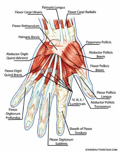 Nonsurgical Treatments Can Relieve Pain, Improve Hand Function in Thumb