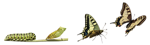 Pediatric to Adult Care Transition Challenging for Patients with JIA