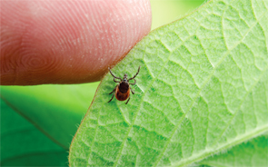 Lyme disease is transmitted to humans via the bite of infected blacklegged ticks.