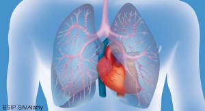 lungs_BSIP-SA_Alamy_500x270