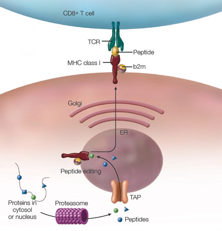 How HLAB27 Research Landmarks, Advances Relate to Ankylosing Spondylitis Pathogenesis The
