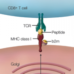 How HLA-B27 Research Landmarks, Advances Relate to Ankylosing Spondylitis Pathogenesis