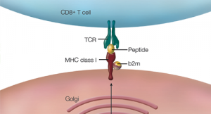 How HLA-B27 Research Landmarks, Advances Relate to Ankylosing Spondylitis Pathogenesis