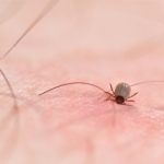 ANTIBIOTICS FOR LYME DISEASE