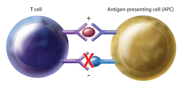 Figure 1: Generalized Mechanism of T Cell Activation Through Immune Checkpoint Blockade. By blocking inhibitory pathways, T cell activation is enhanced, allowing for cancer surveillance and targeted killing. APC=antigen-presenting cell.