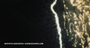 Biophoto Associates / ScienceSource.com