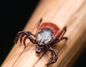 A bite from an infected tick can lead to symptoms of Lyme disease within one to four weeks.