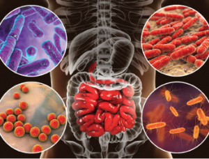 Bacteria (e.g., Bifidobacterium, Lactobacillus, Enterococcus and Escherichia coli) colonize different parts of digestive system. 