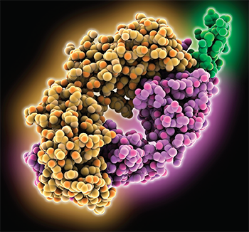 Computer model showing the structure of the rituximab fab light chain (yellow) and heavy chain (purple) complexed with the B-lymphocyte antigen CD20 (green).