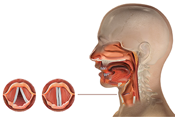 The Vocal Cords