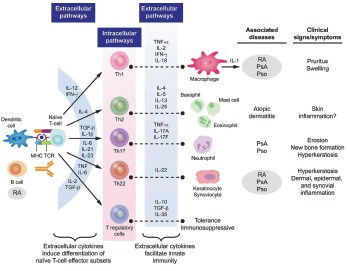 Figure 3: Cytokine Involvement in Psoriatic Arthritis6