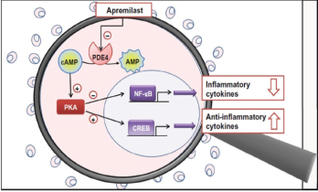 Figure 4: Proposed Mechanism of Apremilast 