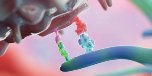 3D rendering of immune checkpoint molecules on a T cell and a dendritic cell.