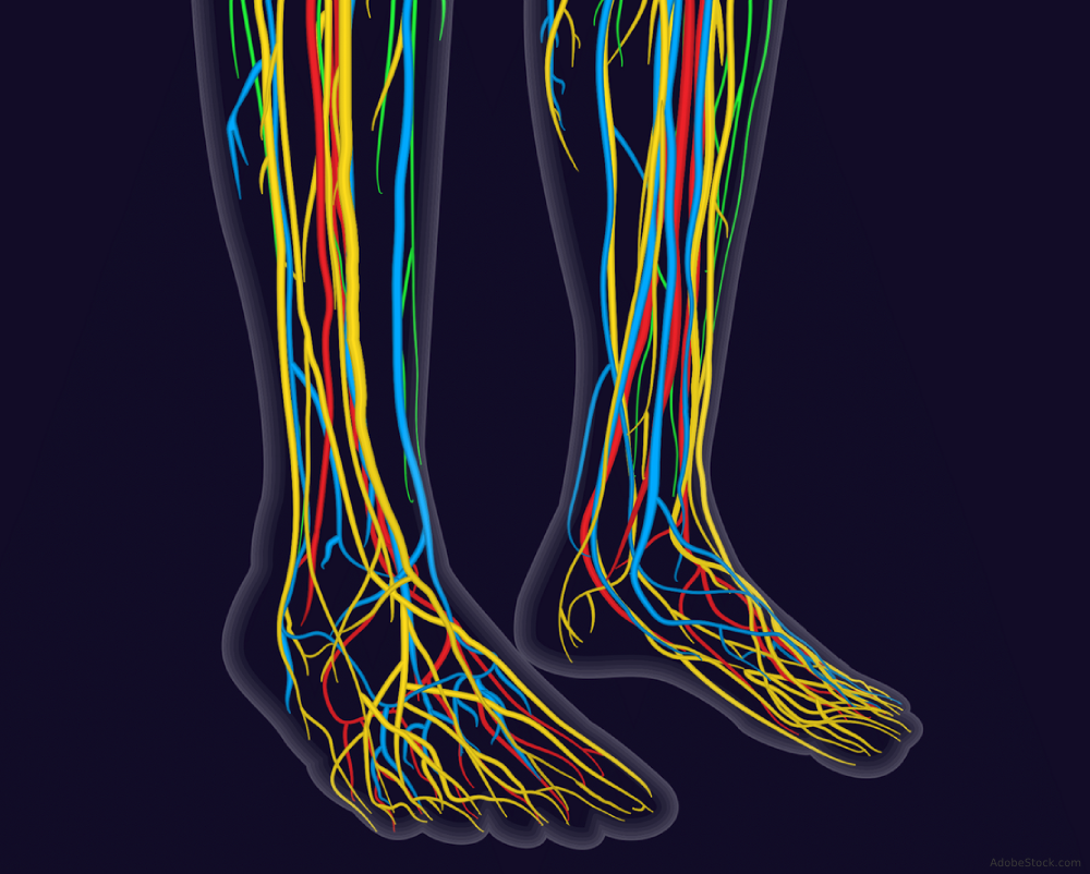 Small Fiber Neuropathy for the Rheumatologist The Rheumatologist