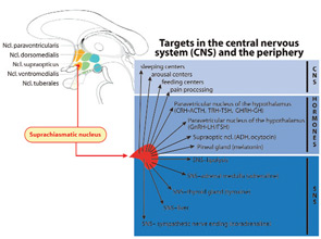 FIGURE 2: Targets of the SCN are depicted. The targets include sleeping, arousal, and feeding centers; other nuclei in the hypothalamus and the pineal gland; and higher centers of the sympathetic nervous system (SNS). The interaction of the SCN neurons with these areas leads to the known circadian rhythmicity of many different neuroendocrine systems that transmit their signals by hormones and neurotransmitters to the periphery. Abbreviations: ACTH, adrenocorticotropic hormone; ADH, anti-diuretic hormone; CRH, corticotrophin-releasing hormone; FSH, follicle-stimulating hormone; GH, growth hormone; GHRH, GH-releasing hormone; GnRH, go-nadotropin–releasing hormone; LH, luteinizing hormone; TRH, thyrotropin releasing hormone; TSH, thyrotropin.