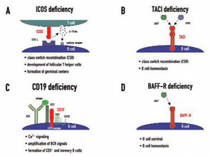 Figure 1: Four genetic defects in cell surface receptors on lymphocytes in CVID patients. The figure highlights their cellular expression pattern, interacting molecules, and major biological functions.