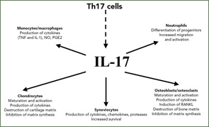 Figure 1: Summary of the effects of IL-17 on intra-articular cell targets.