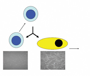 Figure 1: A true stem cell divides into two daughter cells, one of which remains stem and replenishes the stem cell pool, while the other differentiates into a progenitor cell that may further divide and differentiate to replenish a whole tissue compartment.