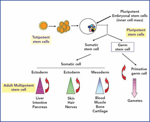 Figure 2: The stem cell lineage. Totipotent and embryonal pluriopotent stem cells may give rise to any organ, whereas multipotent adult (post-natal) stem cells are restricted mainly to a more narrow tissue type, e.g. mesoderm. (Source: Arthritis Rheum. 2006, 55;521–525.)