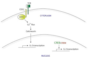 Figure 1a: Normal calcium-mediated signaling through the T-cell receptor.