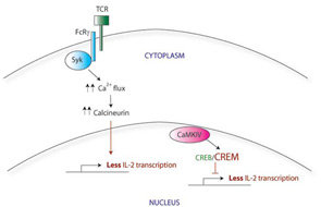 Figure 1b: Model of T-cell signaling in SLE.