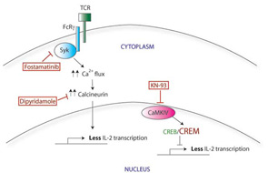 Figure 1c: Potential therapeutic targets in SLE T-cell signaling.