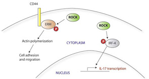 Figure 2: Rho kinases (ROCK) mediate T-cell inflammatory responses.