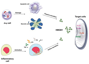 Figure 1: Inflammatory Cell.