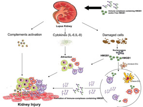 Figure 2: Pathogenesis of Nephritis in SLE.