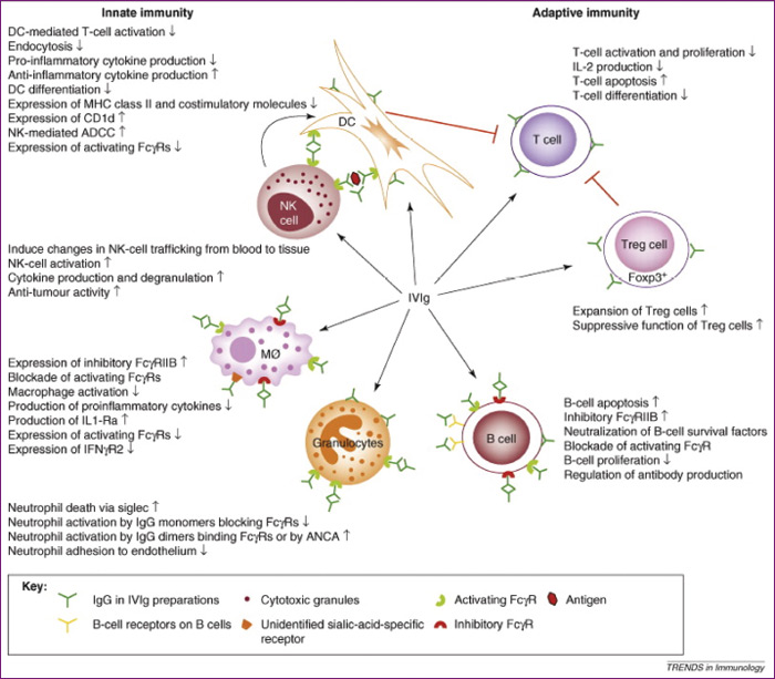 Ivig Reaction Chart