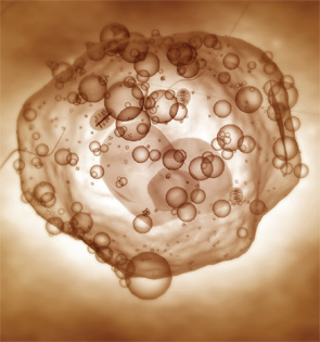 A conceptual illustration of a lymphoid progenitor cell.