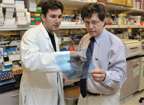 Dr. Siegel (right) in the lab, where breakthroughs in the treatment of autoimmune diseases have been made. 