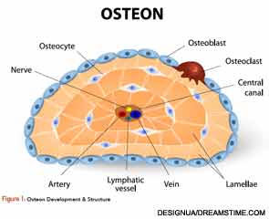 Osteon Development & Structure