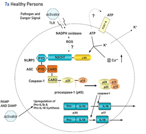 Figure 7: Schematic representation of the NLRP3 inflammasome and activators in healthy people (7a)and patients with CAPS (7b). An “X” means either a mutation or an inactivated pathway.