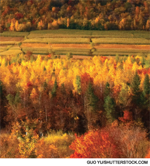 Cultivated fields in northeast China.