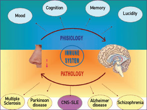 Figure 3: The olfactory system is involved in physiological processes like mood, cognition, memory, and lucidity but also in pathological conditions with low smell capacity, such as multiple sclerosis, Parkinson disease, CNS-SLE, Alzheimer disease, and schizophrenia.