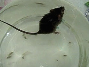 Figure 1: Mice injected with anti-P-R antibodies float on the water.