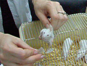 Figure 2: In the smell threshold detection test, exposure to menthol essential oil irritates a normal control mouse.