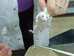 Figure 2: The mice injected with anti-P-R antibodies stay indifferent, indicating a defect in smell.