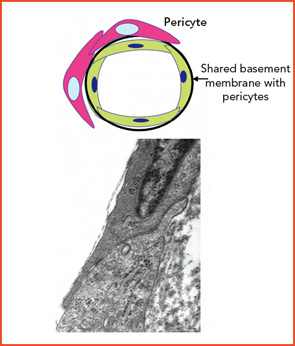 Figure 2A: Continuous barriers within the microvasculature provide tight seals suitable for highly selective transport. These topographical arrangements can be seen in large arteries and the microvessels, such as capillaries of the skin, tongue, heart, lung, retina, and brain, where the continuous barrier is well known as the blood–brain barrier and where the involved pericyte is the glial cell. (Below the simplified presentations are electron microscope images of continuous adjacent endothelial cells (ECs) in the brain and fenestrated ECs in an endocrine organ).