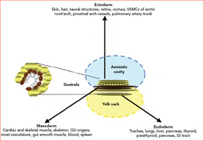 Figure 1: By Day 21 of embryonic development, undifferentiated cells have become three distinct layers: ectoderm, mesoderm, and endoderm (enlarged version to left), surrounded by the yolk sac and amniotic cavity. This process is termed gastrulation, the product being the gastrula. Note that in subsequent development (as indicated by arrows), vasculature will derive not only from mesoderm that accounts for the great majority of the vasculature but also from ectoderm that will provide for vascular smooth muscle cells (VSMCs) of the aortic root and arch, the proximal primary arch vessels, and the pulmonary artery trunk.