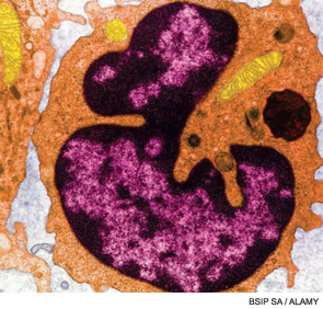 Lymphocyte.