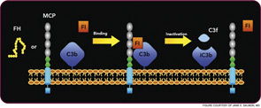 Figure 3: Regulation of complement activation via cofactor activity.