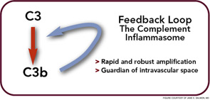 Figure 1: The amplification or feedback loop of the alternative pathway.