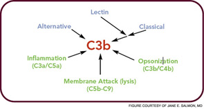 Figure 2: The complement pathways.