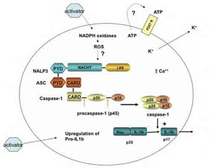 Figure 2: Composition of the NLRP3 inflammasome and its activation.