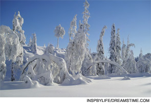 A winter scene near Dr. Kvien's home in Oslo.