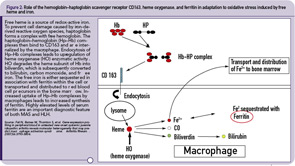 Figure 2: Role of the hemoglobin–haptoglobin scavenger receptor CD163, heme oxygenase, and ferritin in adaptation to oxidative stress induced by free heme and iron. Free heme is a source of redox-active iron.