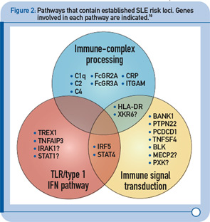 Figure 2: Pathways that contain established SLE risk loci. Genes involved in each pathway are indicated.